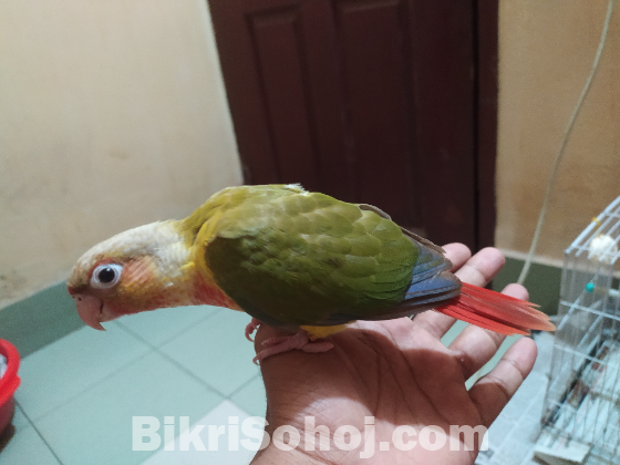 Conure - কনুর